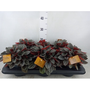 Peperomia caperata 'Santorini'