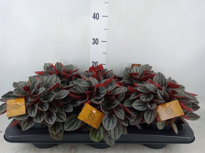 <h4>Peperomia caperata 'Santorini'</h4>