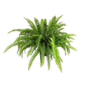 SAMAMBAIA PAULISTINHA DE SOL C21