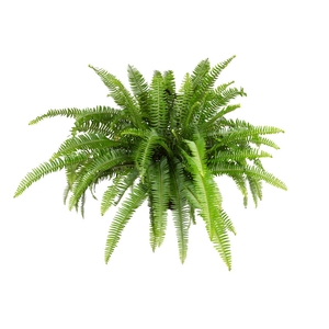 SAMAMBAIA PAULISTINHA DE SOL C21