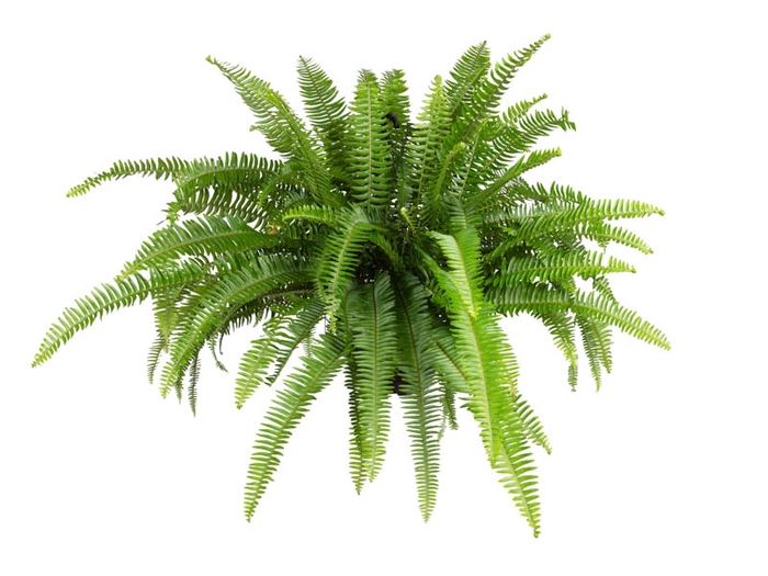 <h4>SAMAMBAIA PAULISTINHA DE SOL C21</h4>