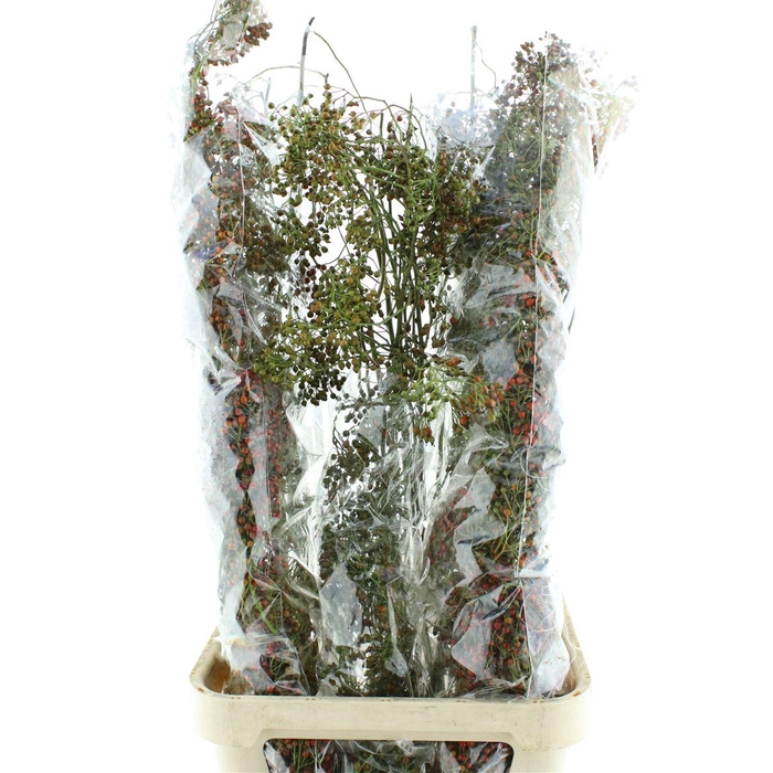<h4>Rosa Corallo Green Orange</h4>