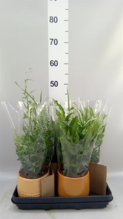 <h4>Ferns   ...mix</h4>