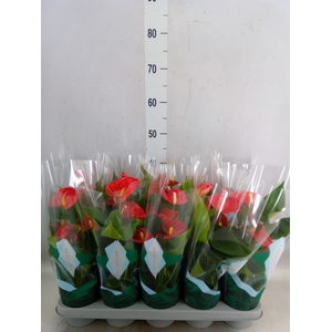 Anthurium andr. 'Aristo'