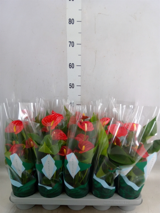 <h4>Anthurium andr. 'Aristo'</h4>