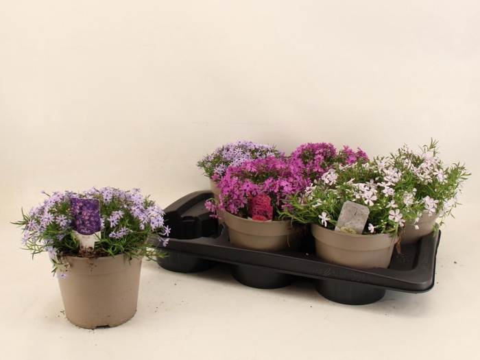 <h4>PHLOX SUBULATA</h4>