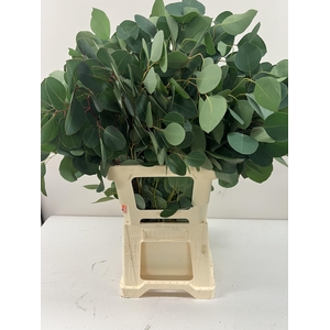 EUC POPULUS PER STEEL -ZA-BUSH