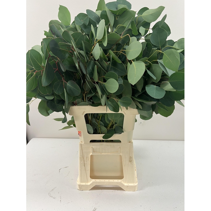 <h4>EUC POPULUS PER STEEL -ZA-BUSH</h4>