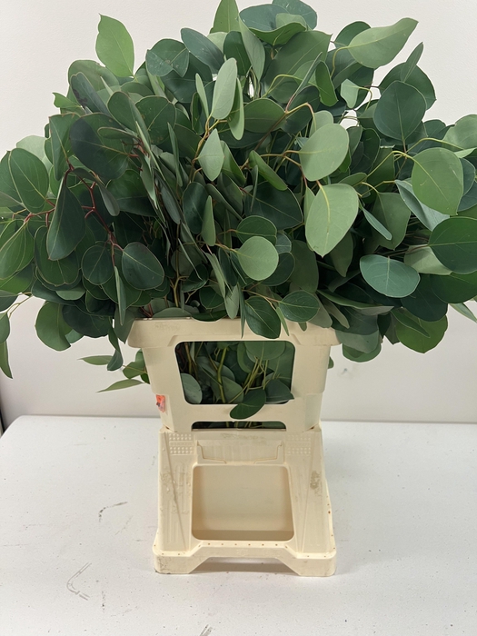 EUC POPULUS PER STEEL -ZA-BUSH