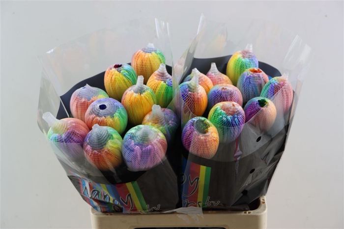 <h4>Chr G Kbh Antonov Rainbow</h4>