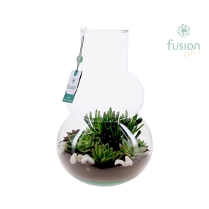 Green Bottle Olaf Large met Succulenten