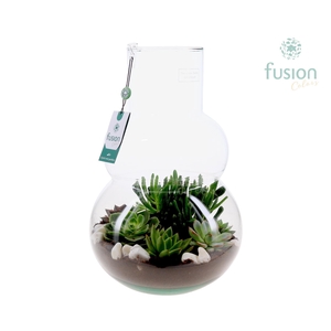 Green Bottle Olaf Large met Succulenten