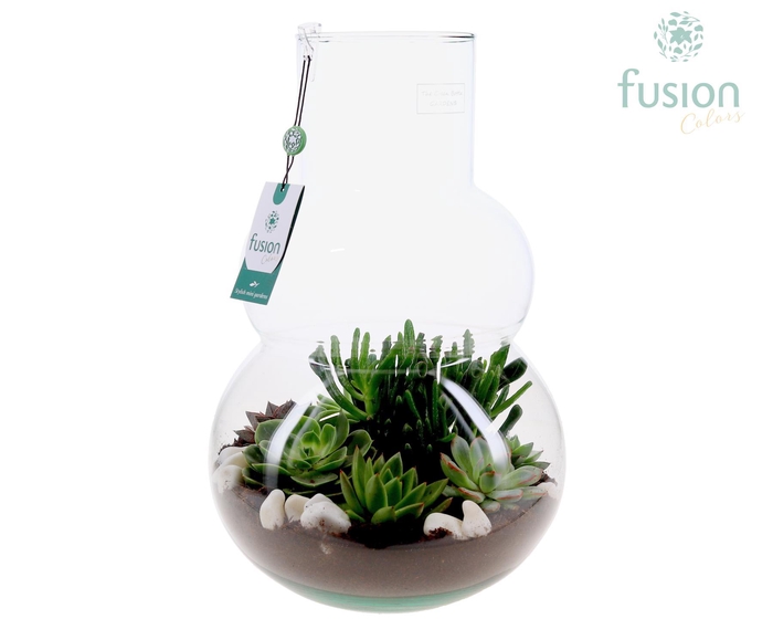 <h4>Green Bottle Olaf Large met Succulenten</h4>