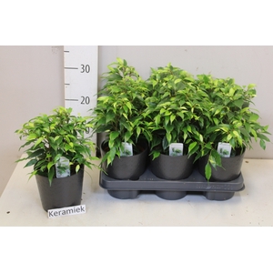 Ficus benja. 'Green Kinky'