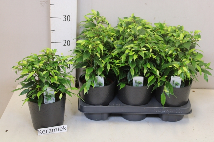 <h4>Ficus benja. 'Green Kinky'</h4>