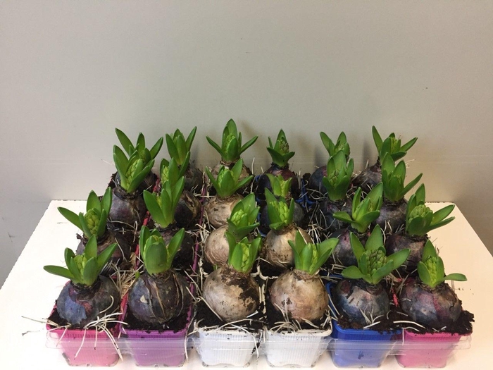 <h4>HYACIN PEAR GEM 5 KL</h4>