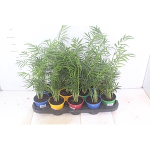 CHAMAEDOREA ELEGANS P11