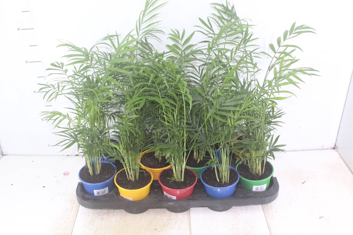 <h4>CHAMAEDOREA ELEGANS P11</h4>