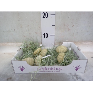 Tillandsia usneoides