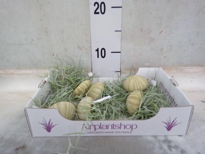 <h4>Tillandsia usneoides</h4>