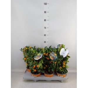 Citrofortunella mic.