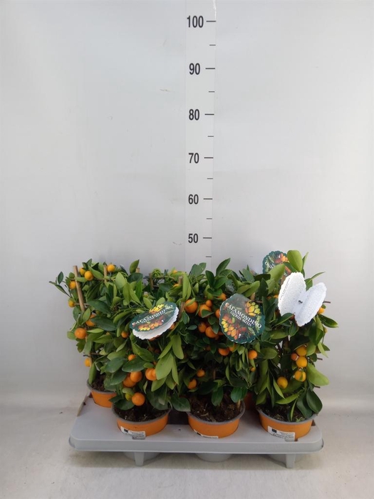 <h4>Citrofortunella mic.</h4>