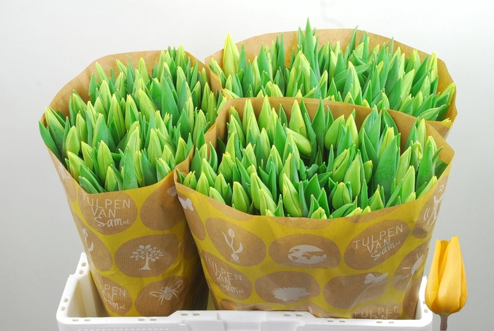 <h4>TU EN STRONG GOLD</h4>