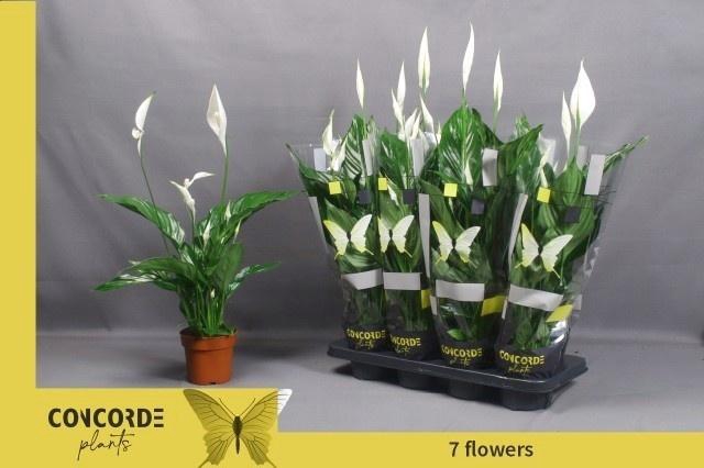 <h4>SPATH SWEET RICARDO</h4>