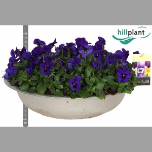 VIO CO EM BLU BLOTCH