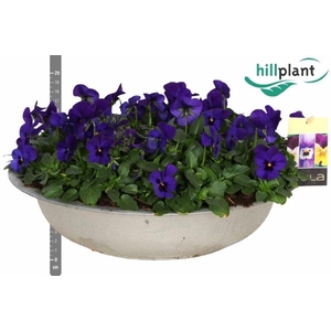 VIO CO EM BLU BLOTCH