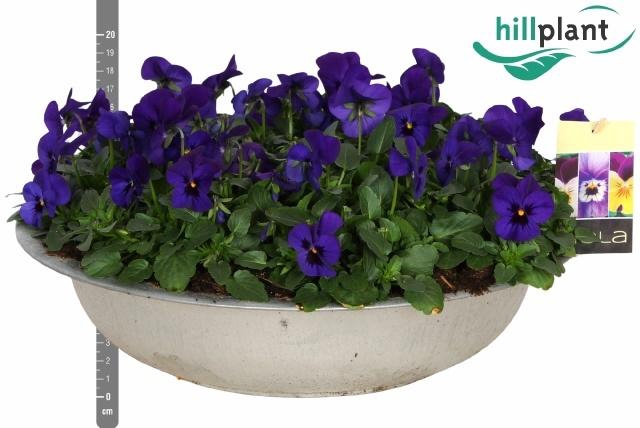 <h4>VIO CO EM BLU BLOTCH</h4>