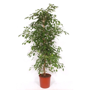 Ficus Exotica