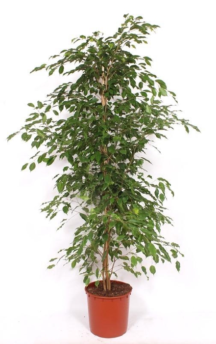 <h4>Ficus Exotica</h4>