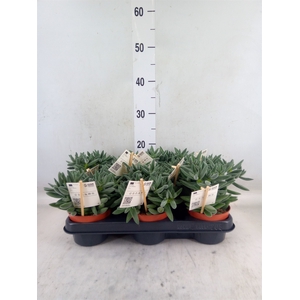 Crassula  'Tarantula'