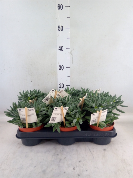 <h4>Crassula  'Tarantula'</h4>