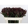 Leucadendron Saf Sunset Dark Red