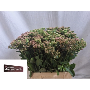SEDUM SP CARL