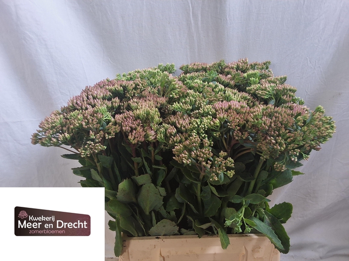 <h4>SEDUM SP CARL</h4>