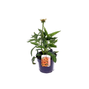 Echinacea purp. Sombrero Orange