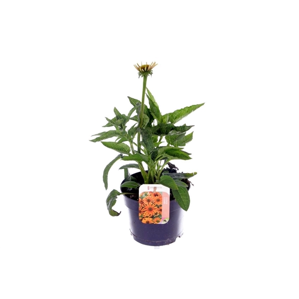 <h4>Echinacea purp. Sombrero Orange</h4>