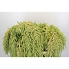 Amaranthus caudatus 'Viridis'