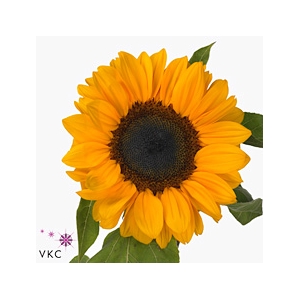 Helianthus Vincent's Choice