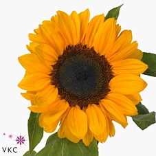 <h4>Helianthus Vincent's Choice</h4>