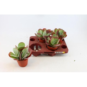 KALANCHOE THYRSIFL