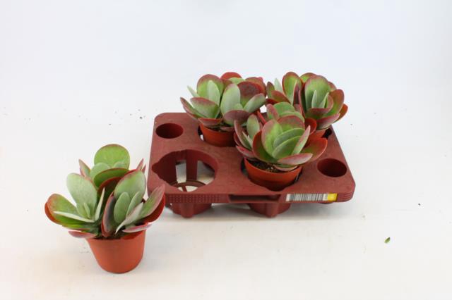 KALANCHOE THYRSIFL
