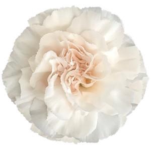 Dianthus st lizzy