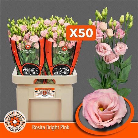 <h4>Eus G Rosita Bright Pink</h4>
