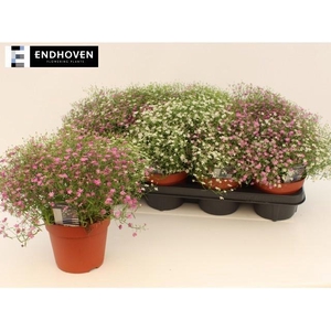 GYPS MURALIS GEM POT