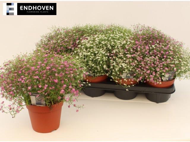 <h4>GYPS MURALIS GEM POT</h4>