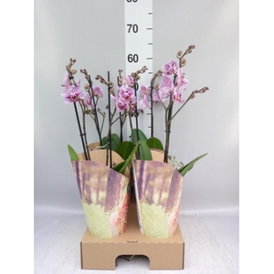 Phalaenopsis   ...lilac